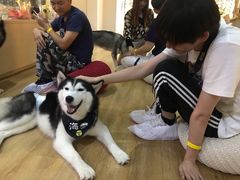 -Husky Go! 哈士奇体验馆·宠物咖啡厅狗咖