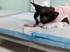 -达爱动物医院·犬猫分区·CT·复杂眼科(远洋山水分院)