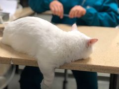 -安安宠医·安宠宠物医院