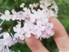-群力丁香公园
