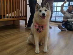 -Husky Go! 哈士奇体验馆·宠物咖啡厅狗咖