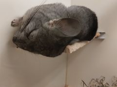 -龙猫仔乐园(惠福东路店)