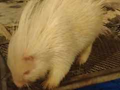 -清迈夜间动物园