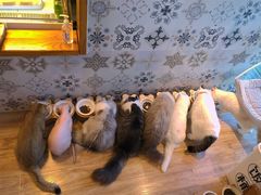 -猫小主咖啡·猫咖cat cafe(福田店)