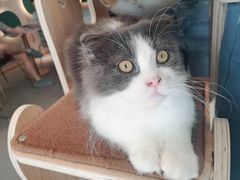 -飞行喵MR PILOT|猫舍·猫咖(静安大融城店)