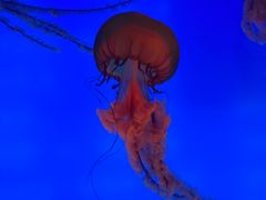 -合肥海洋世界