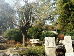 android_upload_pic-景山公园