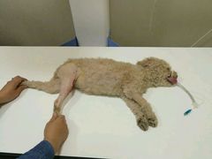 -瑞派福兴宠物医院犬猫全科·骨科·中西医结合(河东店)