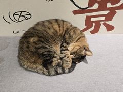 -猫的天空之城概念书店(杭州南宋御街店)