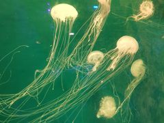 -海合安青岛极地海洋公园