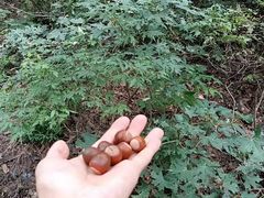 -不止轰趴独栋别墅户外烧烤(颐西庄园店)