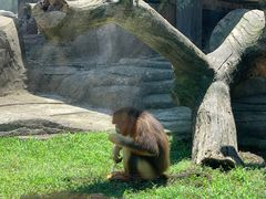 -大连森林动物园