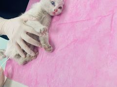 -北京观赏动物医院·24小时大型综合·猫专科·异宠专科