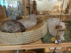 -藏猫猫咖啡主题馆(中央大道店)