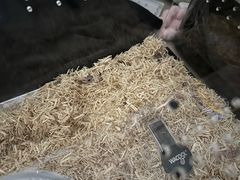 -酷以爬仙阁实体爬宠店·守宫·蜥蜴·专业繁育