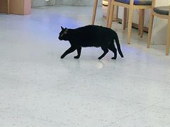 -喵园·猫主题咖啡厅·撸猫·猫咖(国贸店)