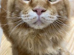 -藏猫猫咖啡主题馆(中央大道店)