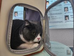 -北京观赏动物医院·24小时大型综合·猫专科·异宠专科
