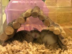 -龙猫仔乐园(惠福东路店)