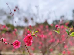 -南国桃园旅游度假区