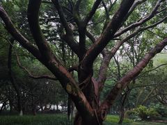 -江心屿景区