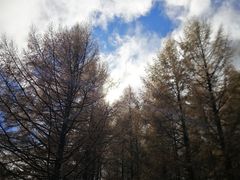 -塞罕坝国家级自然保护区