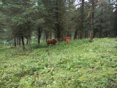 -硗碛藏寨·神木垒景区