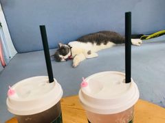 -有猫主题·治愈系猫咖(曾厝垵店)
