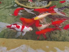 -新竹里馆·花园餐厅(兴苑路店)