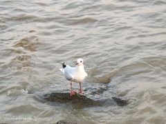 -深圳湾公园(南山区)