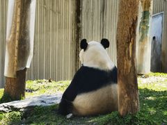 -卧龙中华大熊猫苑神树坪基地