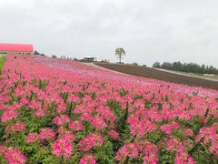 -富田农场
