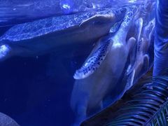 -海合安武汉极地海洋公园