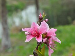 -田园东方蜜桃村的田野营地