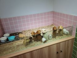 -Moni星球萌宠·小马宝莉·灵蛇·高端高阶全萌宠互动体验俱乐部(红豆国际广场店)