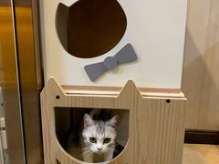 -宠爱国际动物医院·消化内科·心肾内科·ISFM猫友好(望京店)