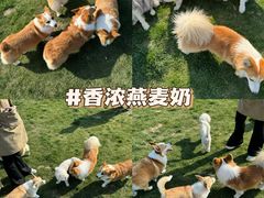-趣玩宠物乐园寄养训犬训狗游泳池