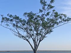 -碧海金沙