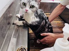 -喵百万·布偶·蓝金金渐层英短·猫舍(百子湾店)