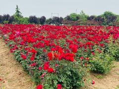 -中华郡文化旅游景区