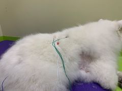 -美联众合动物医院·24h转诊中心