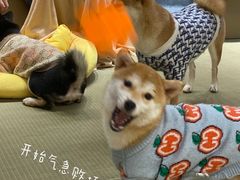 -逗柴咖啡屋·狗咖猫咖宠物桌游