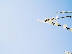 -香雪海