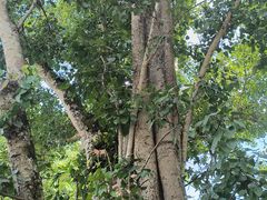 -中国科学院西双版纳热带植物园