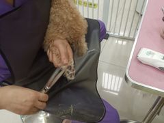 -北京观赏动物医院·24小时大型综合·猫专科·异宠专科