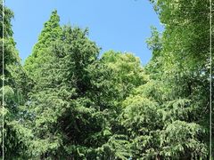 -上海滨江森林公园