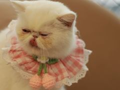 -怪兽屋·羊驼·猫咖·狗咖(俊华广场店)