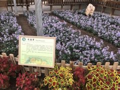 -上海都市菜园