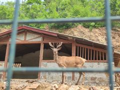 -大连森林动物园