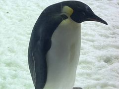 -珠海长隆海洋王国